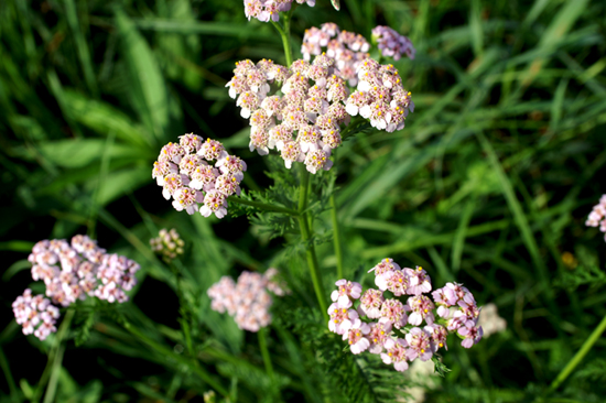 Achillea millefolium